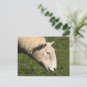 Welsh Sheep Briefkaart (Staand voorkant)