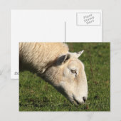Welsh Sheep Briefkaart (Voorkant / Achterkant)
