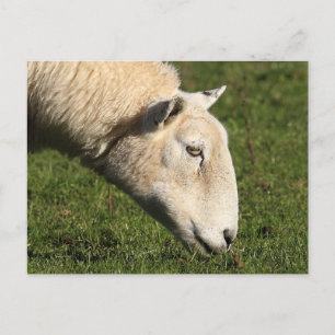 Welsh Sheep Briefkaart