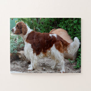 Welsh Springer Our Family Pet Legpuzzel