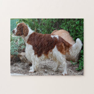 Welsh Springer Spaniel Dog Jigsaws. Legpuzzel