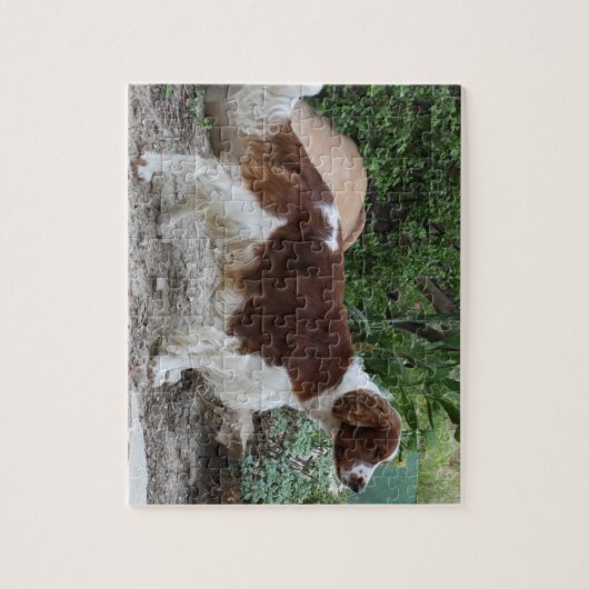 Welsh_Springer_Spaniel_full.png Legpuzzel (Verticaal)