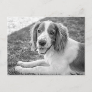 Welsh Springer Spaniel - zwart-wit BRIEFKAART