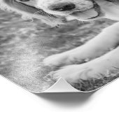 Welsh Springer Spaniel - zwart-wit | Foto Foto Afdruk (Hoek)