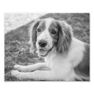 Welsh Springer Spaniel - zwart-wit   Foto Foto Afdruk