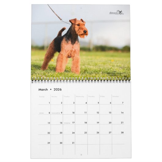 Welsh Terrier Calendar Kalender (Mar 2026)