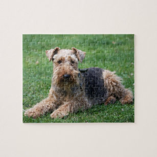 Welsh Terrier dog prachtige foto puzzel Legpuzzel