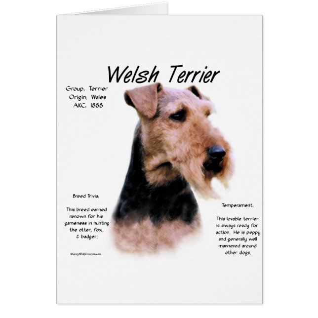Welsh Terrier Geschiedenis; Over Welsh Terriers (Voorkant)
