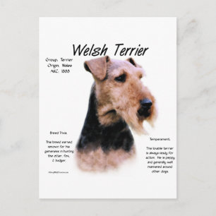 Welsh Terrier Geschiedenis; Over Welsh Terriers Briefkaart