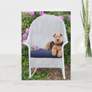 Welsh Terrier in de tuin Kaart