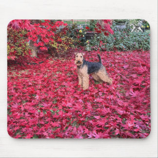 Welsh Terrier Muismat