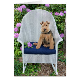 Welsh Terrier op rieten stoel