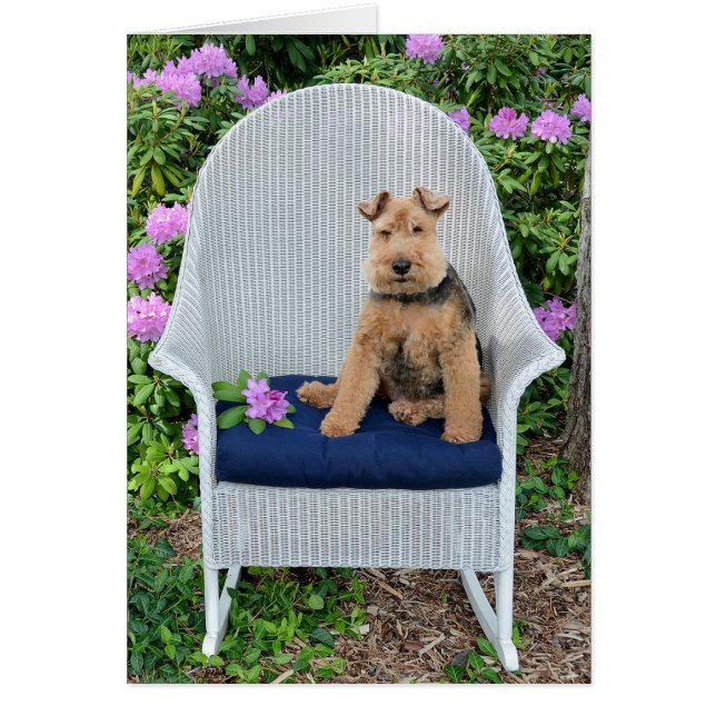 Welsh Terrier op rieten stoel (Voorkant)