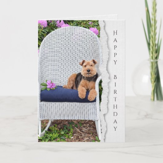 Welsh terrier op stoel voor verjaardag kaart (Voorkant)