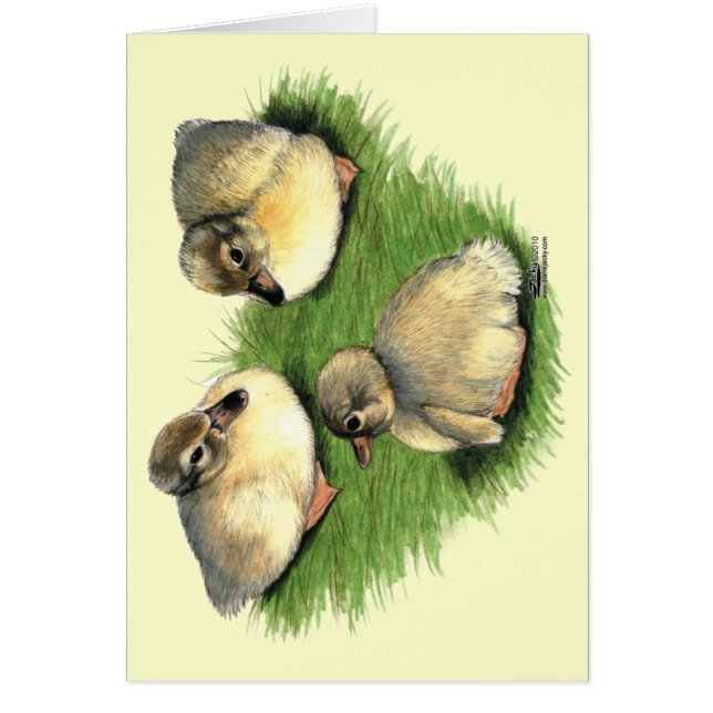 Welshe Harlekijn Eendjes (Voorkant)