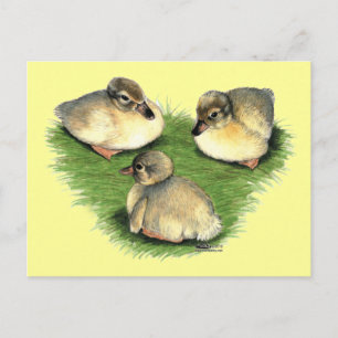 Welshe Harlekijn Eendjes Briefkaart