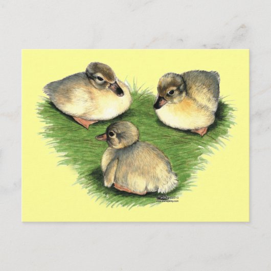 Welshe Harlekijn Eendjes Briefkaart (Voorkant)