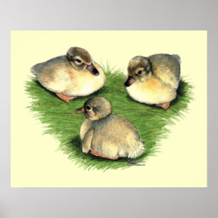 Welshe Harlekijn Eendjes Poster