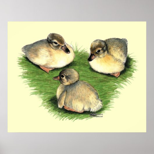 Welshe Harlekijn Eendjes Poster (Voorkant)