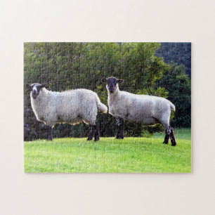 Welshe Schapen Legpuzzel