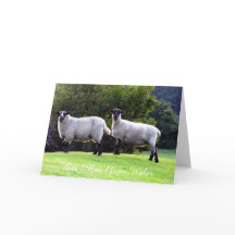 Welshe Schapen Wenskaarten.