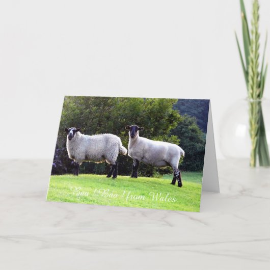 Welshe Schapen Wenskaarten. Kaart (Voorkant)