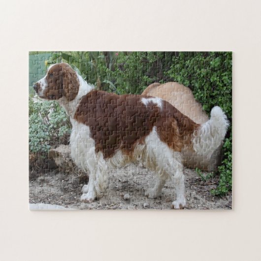 Welshe Springer Spaniel hond Jigsawpuzzels. Legpuzzel (Horizontaal)