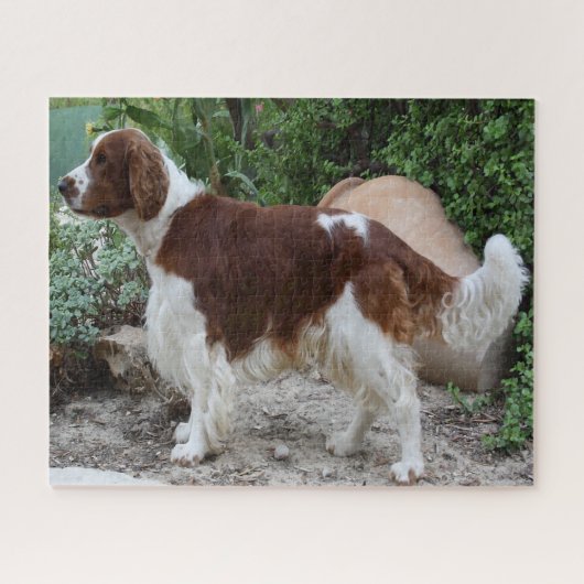 Welshe Springer Spaniel hond Jigsawpuzzels. Legpuzzel (Horizontaal)