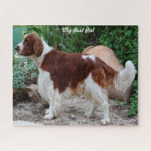 Welshe Springer Spaniel hond Jigsawpuzzels. Legpuzzel