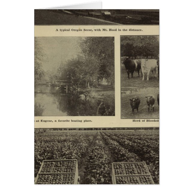 Welvaart, veel in Oregon (Voorkant)