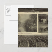 Welvaart, veel in Oregon Briefkaart (Voorkant / Achterkant)