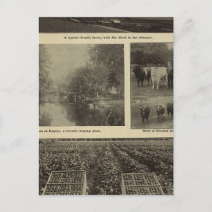 Welvaart, veel in Oregon Briefkaart