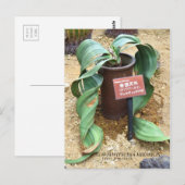Welwitschia mirabilis [Ansichtkaart] Briefkaart (Voorkant / Achterkant)