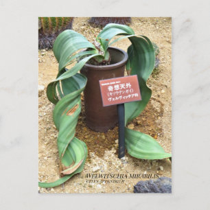 Welwitschia mirabilis [Ansichtkaart] Briefkaart