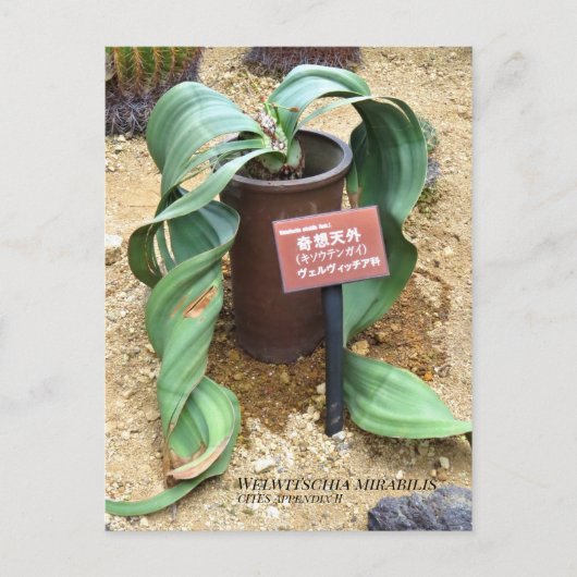 Welwitschia mirabilis [Ansichtkaart] Briefkaart (Voorkant)