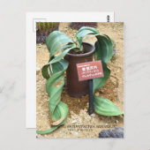 Welwitschia mirabilis (Briefkaart) Briefkaart (Voorkant / Achterkant)