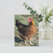 Welzomer Hen in de zon Briefkaart (Staand voorkant)