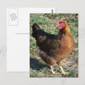 Welzomer Hen in de zon Briefkaart (Voorkant / Achterkant)