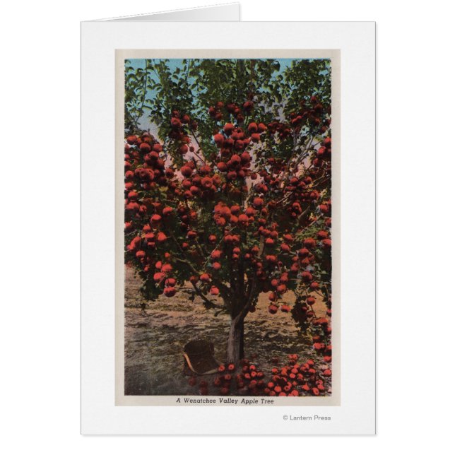 Wenatchee, WAA Wenatchee Valley Apple Tree (Voorkant)