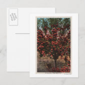 Wenatchee, WAA Wenatchee Valley Apple Tree Briefkaart (Voorkant / Achterkant)