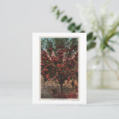 Wenatchee, WAA Wenatchee Valley Apple Tree Briefkaart (Staand voorkant)