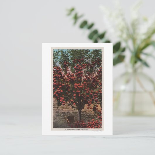 Wenatchee, WAA Wenatchee Valley Apple Tree Briefkaart (Staand voorkant)
