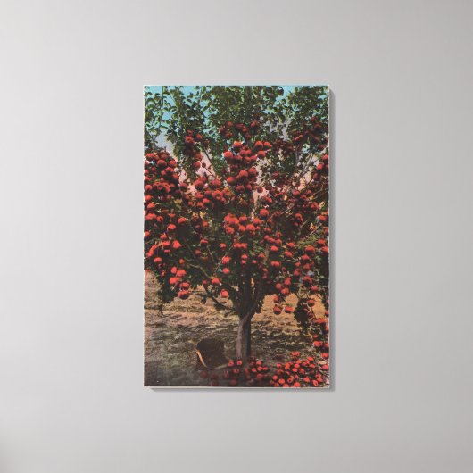 Wenatchee, WAA Wenatchee Valley Apple Tree Canvas Afdruk (Voorkant)
