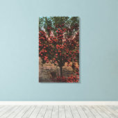 Wenatchee, WAA Wenatchee Valley Apple Tree Canvas Afdruk (Insitu (Houten vloer))