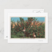 Wenatchee, WAView of Apple Orchard & Workers Briefkaart (Voorkant / Achterkant)