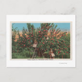 Wenatchee, WAView of Apple Orchard & Workers Briefkaart (Voorkant)
