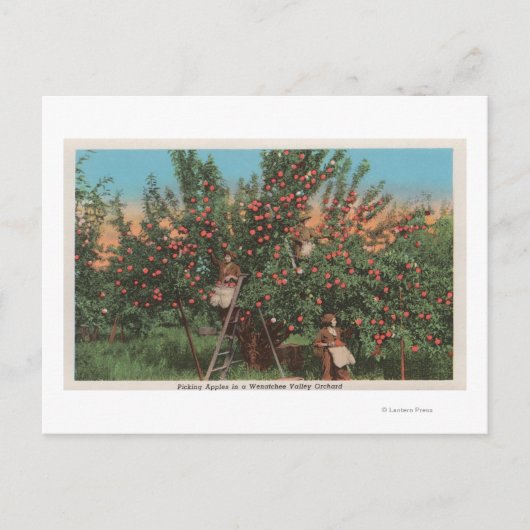 Wenatchee, WAView of Apple Orchard & Workers Briefkaart (Voorkant)