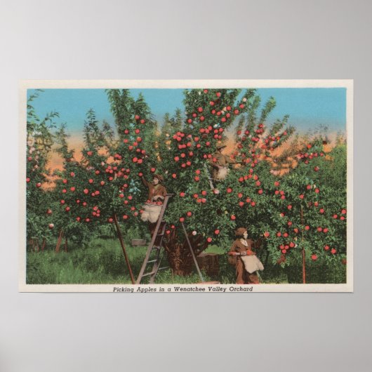 Wenatchee, WAView of Apple Orchard & Workers Poster (Voorkant)