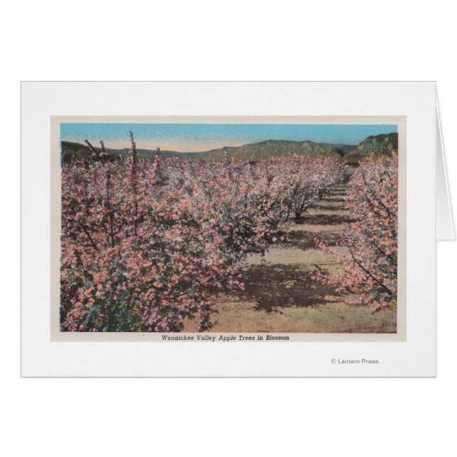 Wenatchee, WAView of Apple Trees in Blossom (Voorkant Horizontaal)