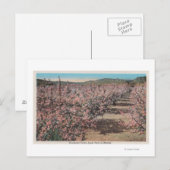 Wenatchee, WAView of Apple Trees in Blossom Briefkaart (Voorkant / Achterkant)
